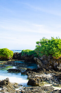 tropical shore