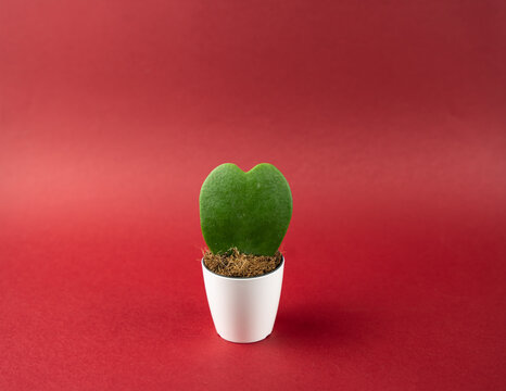 148 Beste Hoya Kerrii Bilder Stock Fotos Vektorgrafiken Adobe Stock
