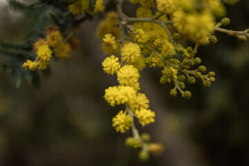 yellow flowers on a tree