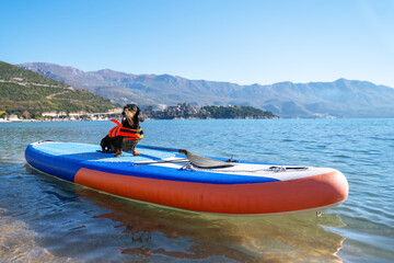 small brave dog dachshund in orange life jacket and sunglasses is surfing on a SUP board on the sea. Live Guard and water sports..