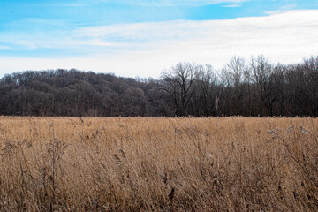 Fototapeta premium forest in the autumn
