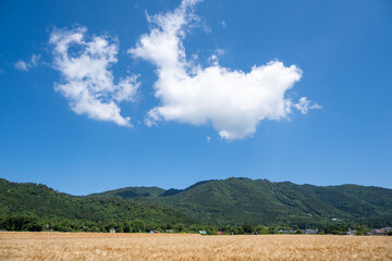 風景素材　清々しい初夏の田園　麦畑