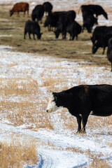 Black Angus Cow Herd