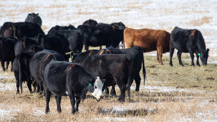 Herd of Cows