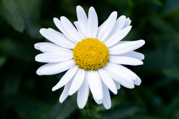 Obraz premium 背景素材 花のクローズアップ マーガレット