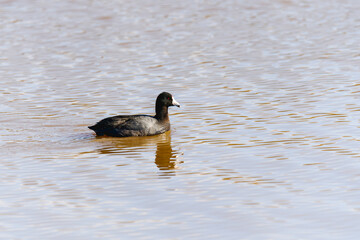 American coot, also known as a mud hen or pouldeau, floating on water. Oso Flaco Lake sunset, California