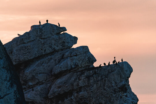 Morro Rock And Silhouette Of Birds Wirh Pink Sky On Background. Morro Bay Sunset, California Central Coast