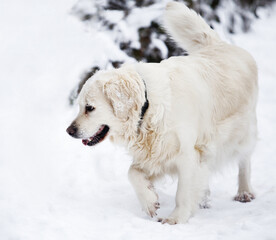 Dog on winter snow