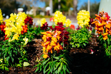 Fototapeta na wymiar Colorful garden snapdragon flower in winter