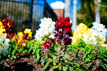 Colorful garden snapdragon flower in winter