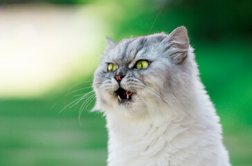 Naklejka na ściany i meble Cute lovely grey cat with green eyes and open mouth hiccups. Pet hiccups