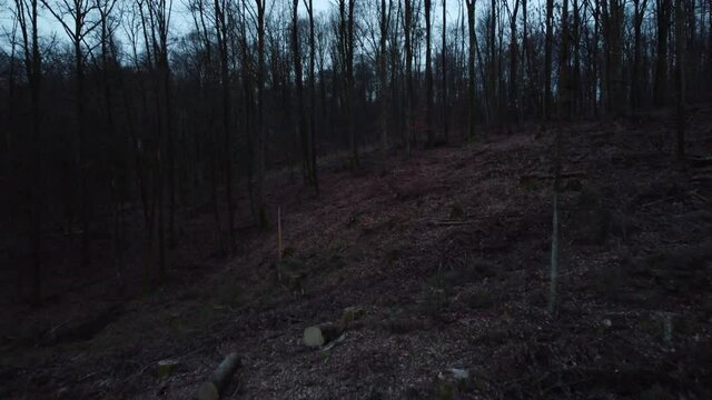 Scary Dark Forest 