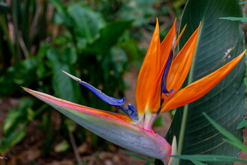 bird of paradise flowers