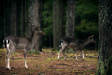 Hirsch und Reh im Wald auf der Futtersuche 