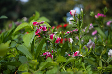 Obraz premium Flores