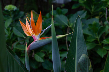 Obraz premium of paradise