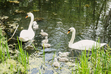 the family of swans - as a symbol of love, fidelity and care. pair of swans with little swan chicks on a wild lake in summer
