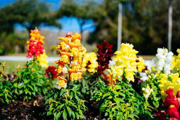 Colorful garden snapdragon flower in winter