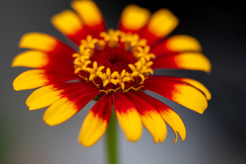背景素材　花のクローズアップ　百日草