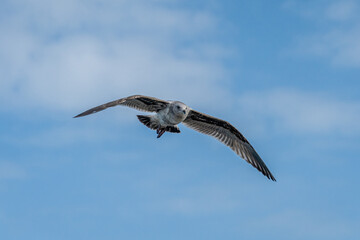 Flying Seagull