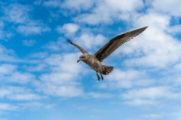 Flying Seagull