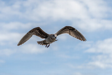 Flying Seagull