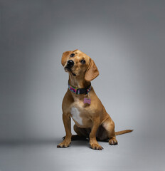 foto estudio perro salchicha dachshund - obrazy, fototapety, plakaty