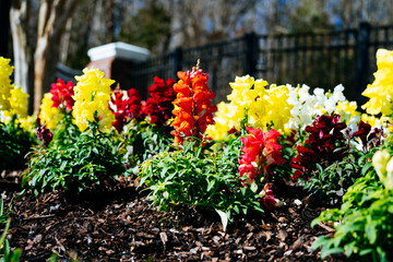 Colorful garden snapdragon flower in winter