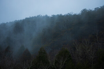 Foggy winter forest in the mountains of Tennessee