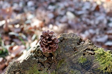 冬の森　まつぼっくり　切り株　コケ