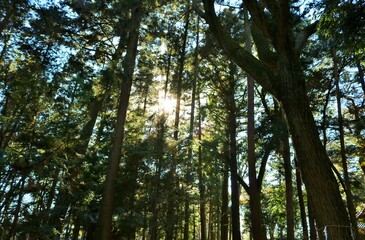 冬の森　陽ざし　風景
