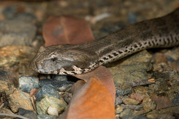 Fototapeta premium Northern Death Adder (Acanthophis praelongus), a dangerously venomous species of elapid snake found in northern Australia and Papua New Guinea.
