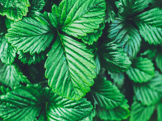 緑の葉 自然背景