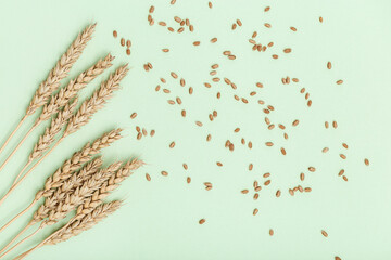 Spike of wheat close up. Cereal crop. Rich harvest creative concept. Still life image with natural...