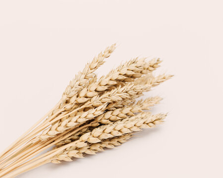 Spike of wheat close up. Cereal crop. Rich harvest creative concept. Still life image with natural ears of plant