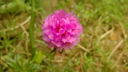 Close up a pink flower, Portulaca Grandiflora, portulaca, Japanese rose, Moss roses, and yellow pollen in the middle with green leaves blur backdrop, Sunny plant blooming on the flower garden.