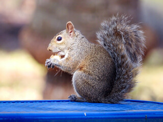 squirrel eating nut