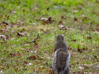 Squirrel standing - shot from behind