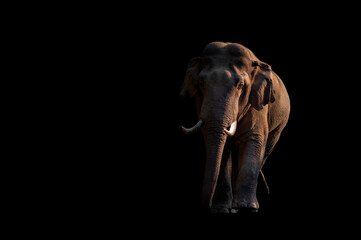 Fototapeta na wymiar Male wild elephant on black background