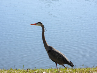 Sandhill Crane fishing