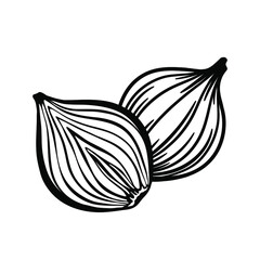 Vector sketch of cut in half onion and whole onion bulb. Side view. 