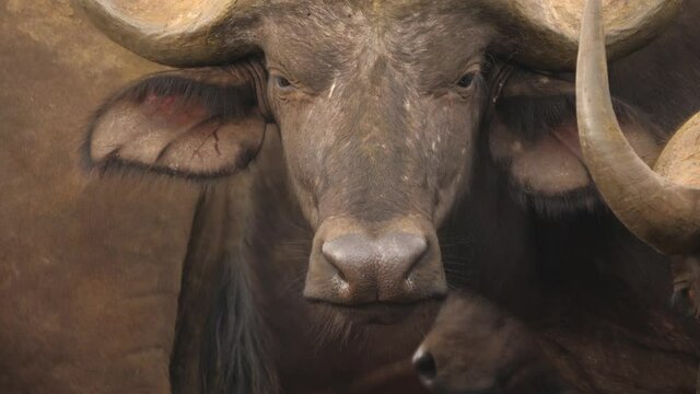 Close up portrait shot of a male cape buffalo staring at the camera.