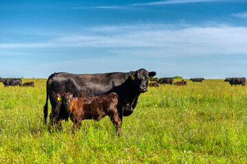 A black angus cow and calf graze on a green meadow.