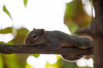 Close-up Squirrel was Perched on a Branch