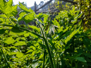 Tomato plants belong to the plant group known as flowering plants or angiosperms. The tomato plant reproduces sexually, meaning that it requires both female and male organs to produce seeds.