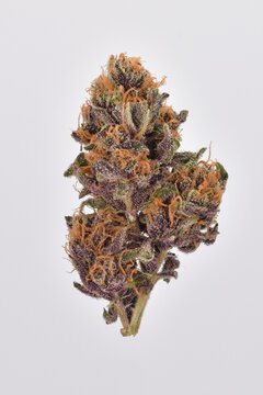 Purple Cannabis Bud close-up, Forbidden Fruit variety