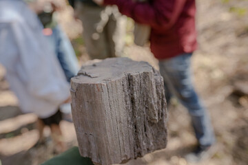 Vertical Petrified Wood in Petrified Forest at Thailand