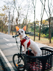 White chihuahua in the bicycle basket at the park. cute happy dog sitting in bicycle basket