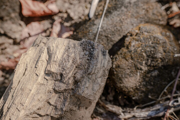 Fototapeta premium Petrified Wood on The ground in Petrified Forest at Thailand