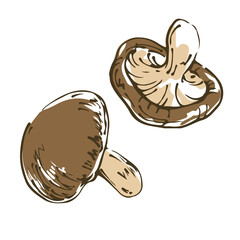 しいたけ　野菜の手描きスケッチイラスト
